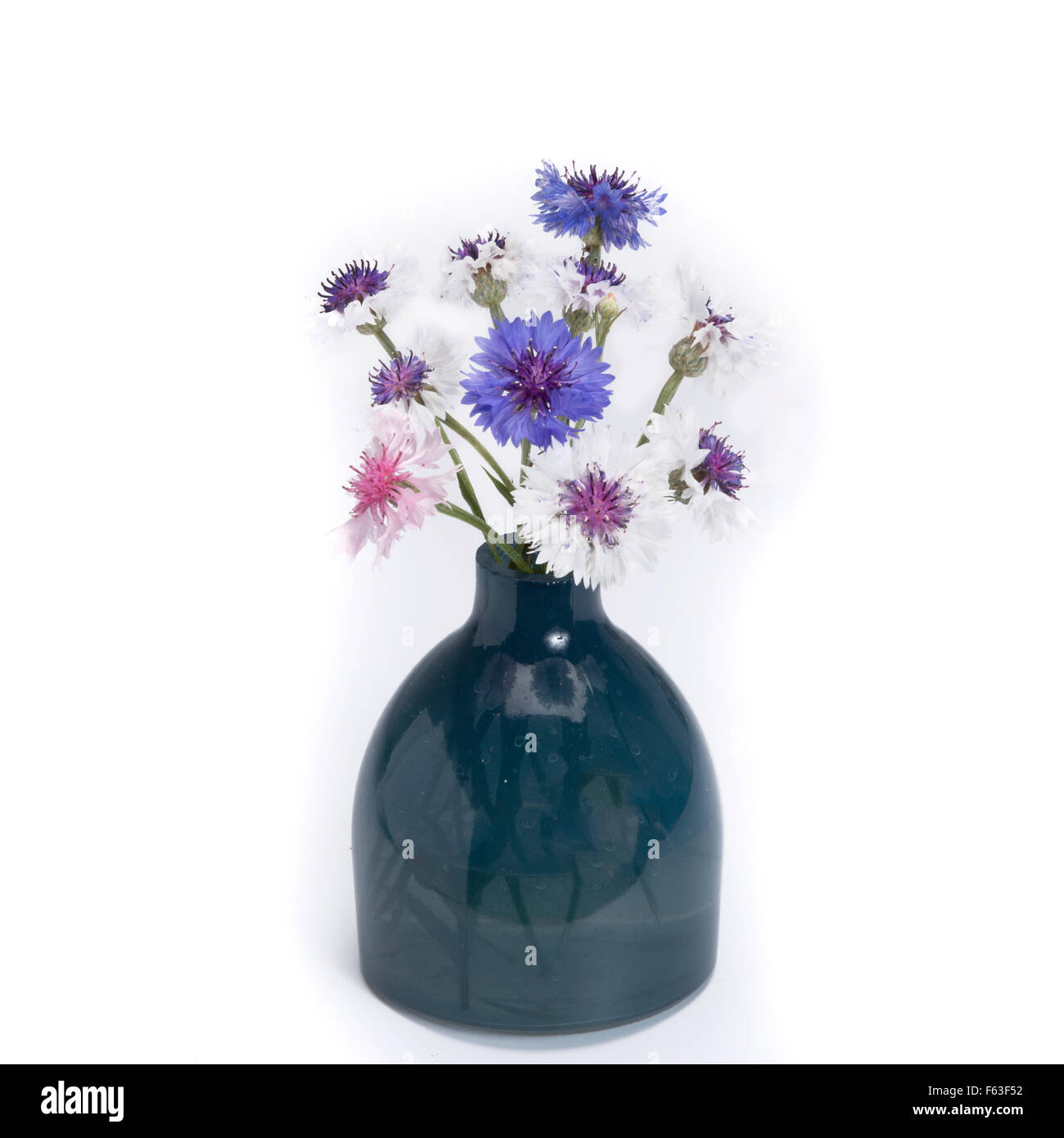 Centaurea dans vintage vase isolé sur fond blanc Banque D'Images