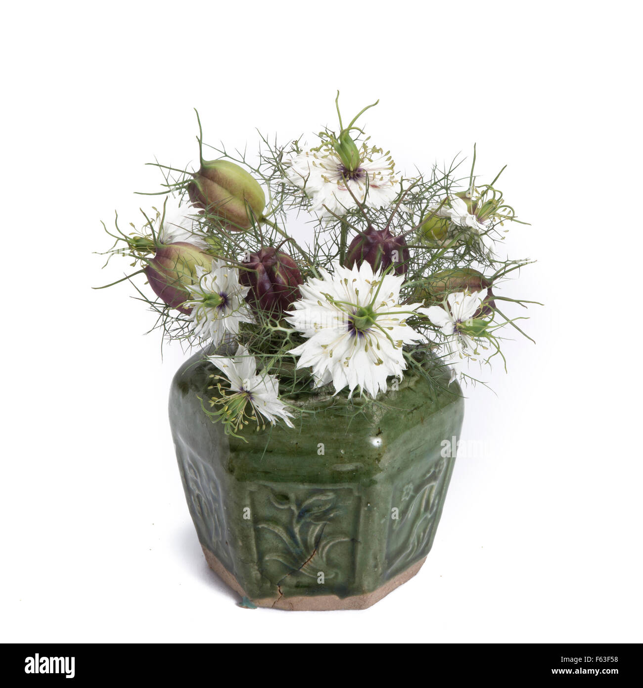 Nigella dans vintage vase isolé sur fond blanc Banque D'Images