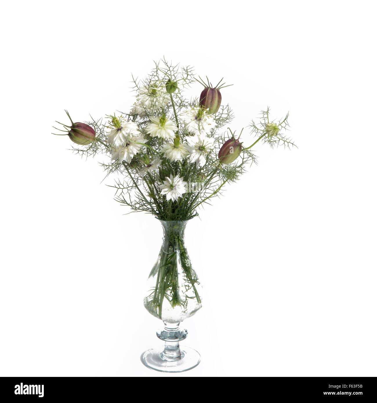 Nigella dans vintage vase isolé sur fond blanc Banque D'Images