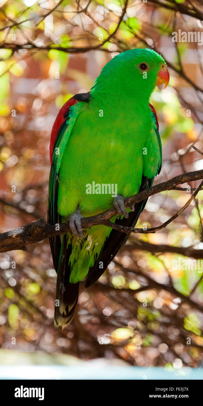 Collection d'oiseaux d'Australie, Australie Oiseaux vert Banque D'Images