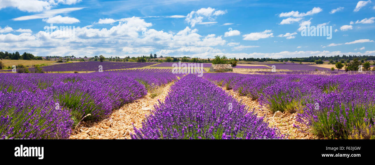 Vue panoramique du champ de lavande et ciel nuageux, France Banque D'Images