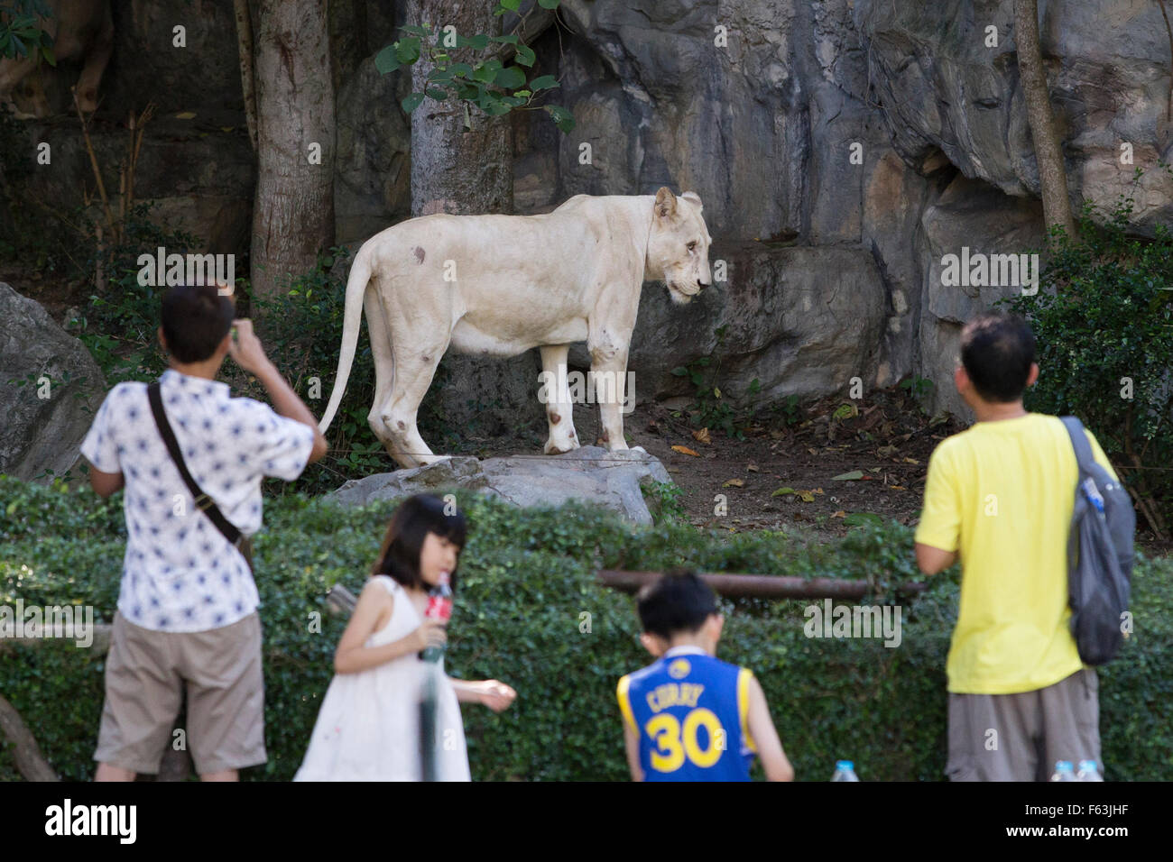 White lion à Chiang Mai Zoo Banque D'Images