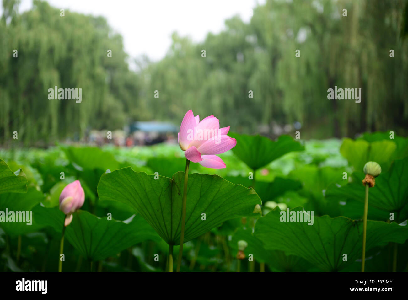 Lotus rose fleur qui s'épanouit dans l'étang Beijing Chine Banque D'Images