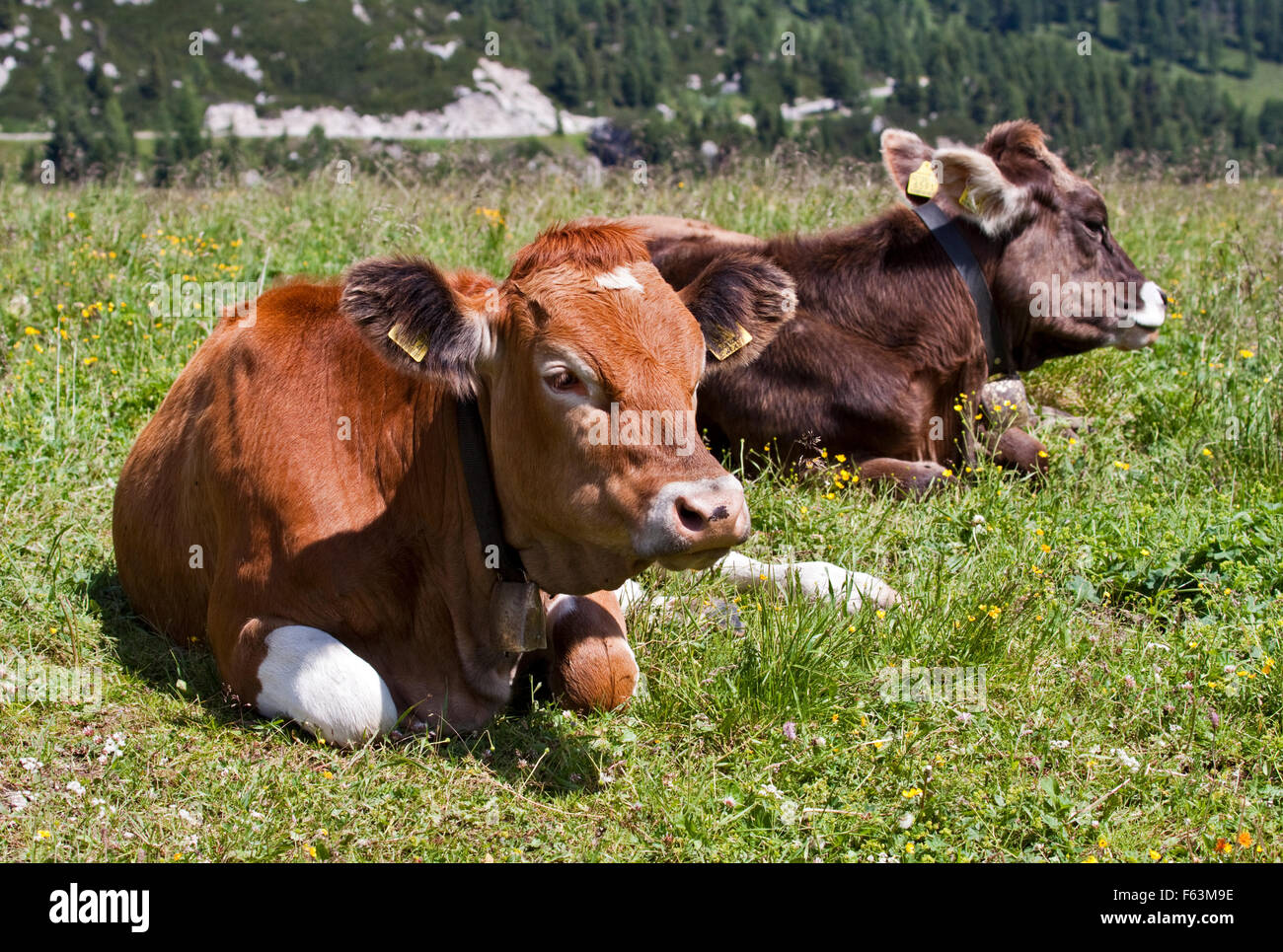 Vaches alpines au Col Giau, Dolomites, Italie Banque D'Images
