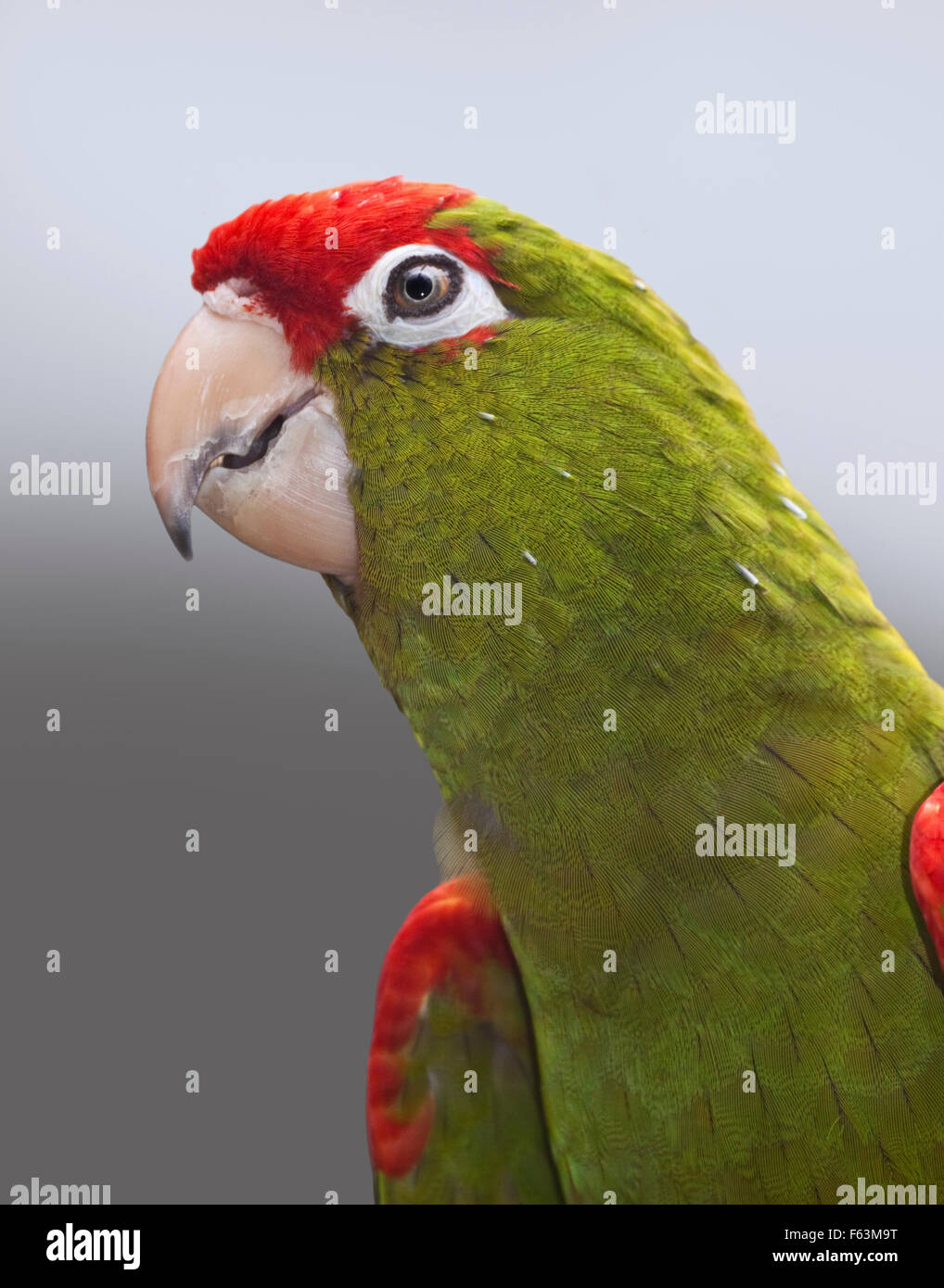 Conure verte Banque de photographies et d’images à haute résolution Alamy