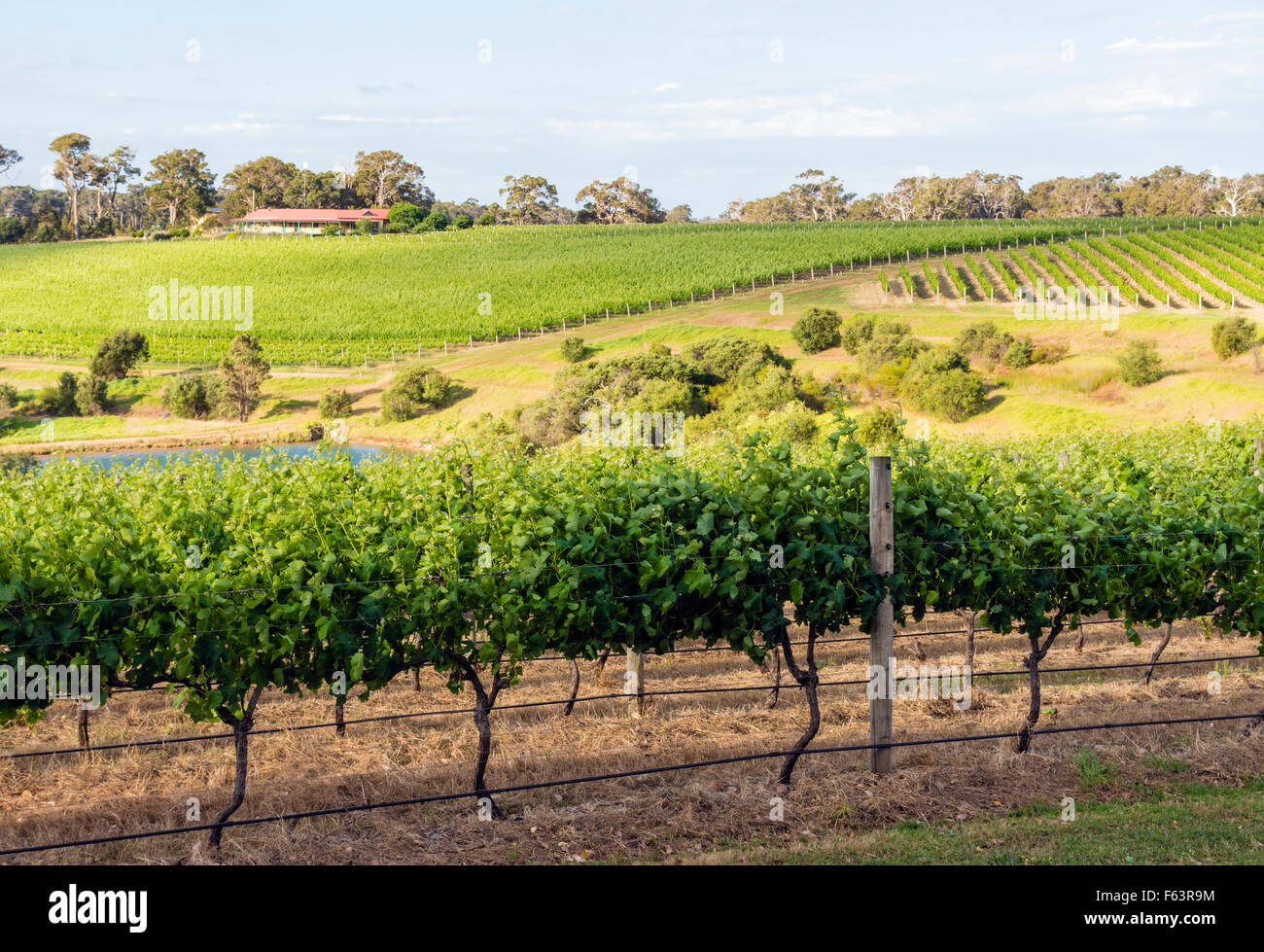Vigne vignoble Domaine à Wills, l'ouest de l'Australie, de Yallingup Banque D'Images