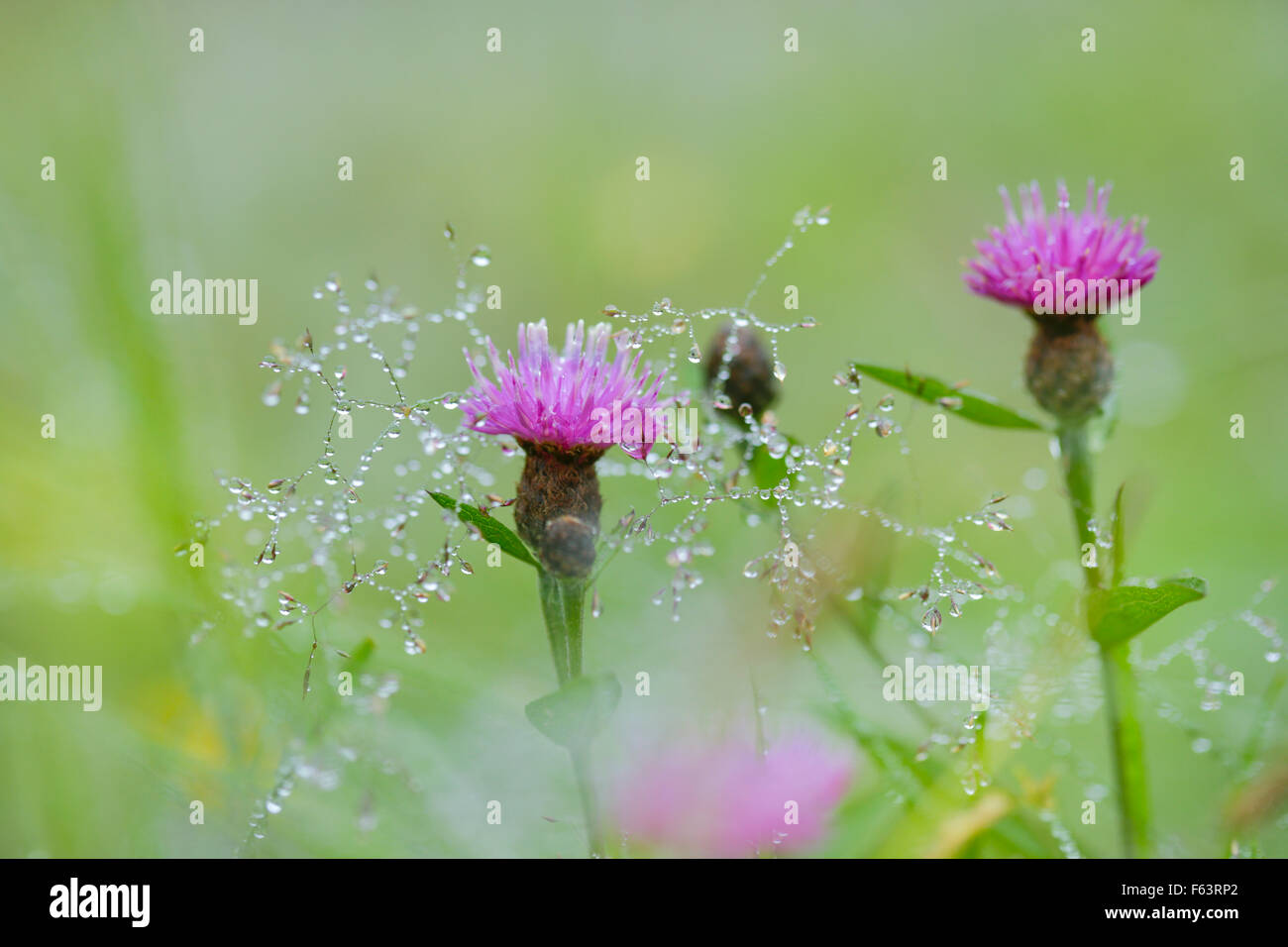 Couvert de rosée fleurs de chardon. Banque D'Images