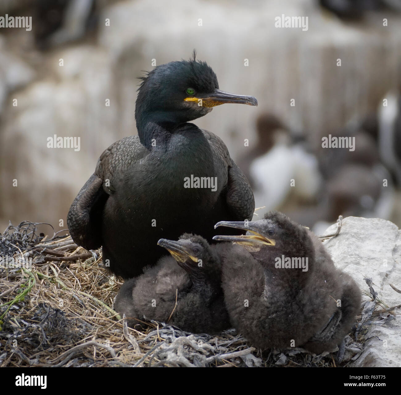 Shag Famille avec jeunes poussins juvéniles sur le nid dans les îles Farne, Northumberland, England uk Banque D'Images