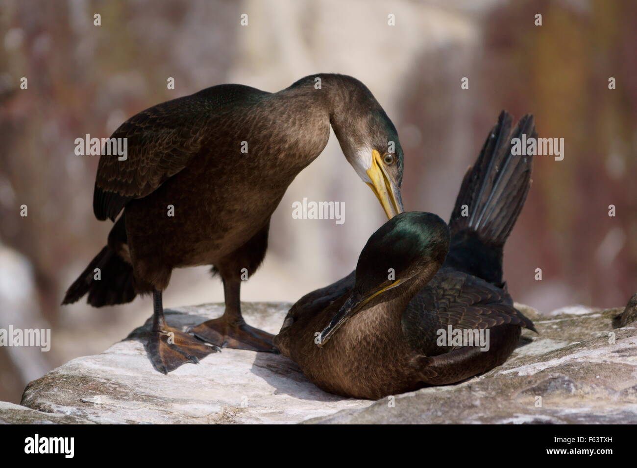 Deux cormorans européen commun au lissage - Iles farne, England, UK Banque D'Images