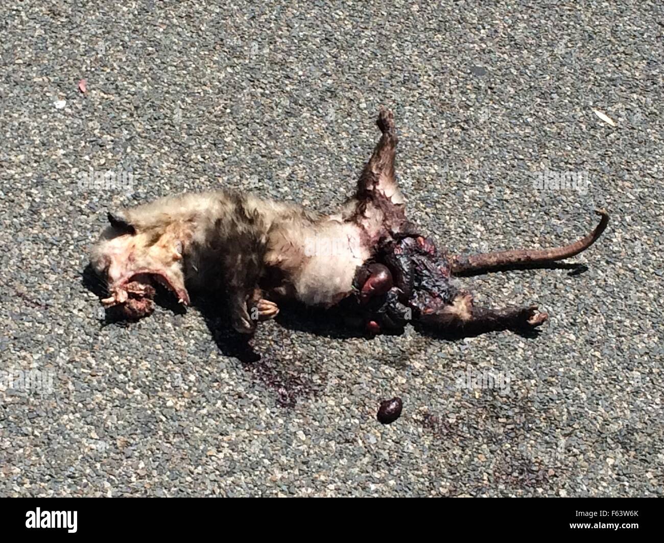 Possum tuée dans la rue Banque D'Images