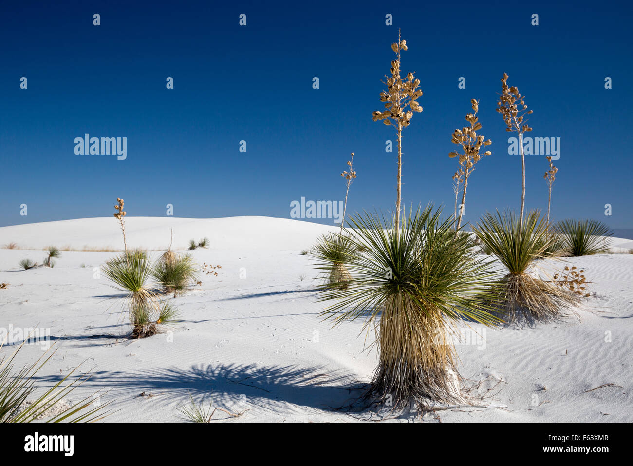 Alamogordo, Nouveau Mexique - Soaptree yucca Yucca elata (plantes) à White Sands National Monument. Banque D'Images