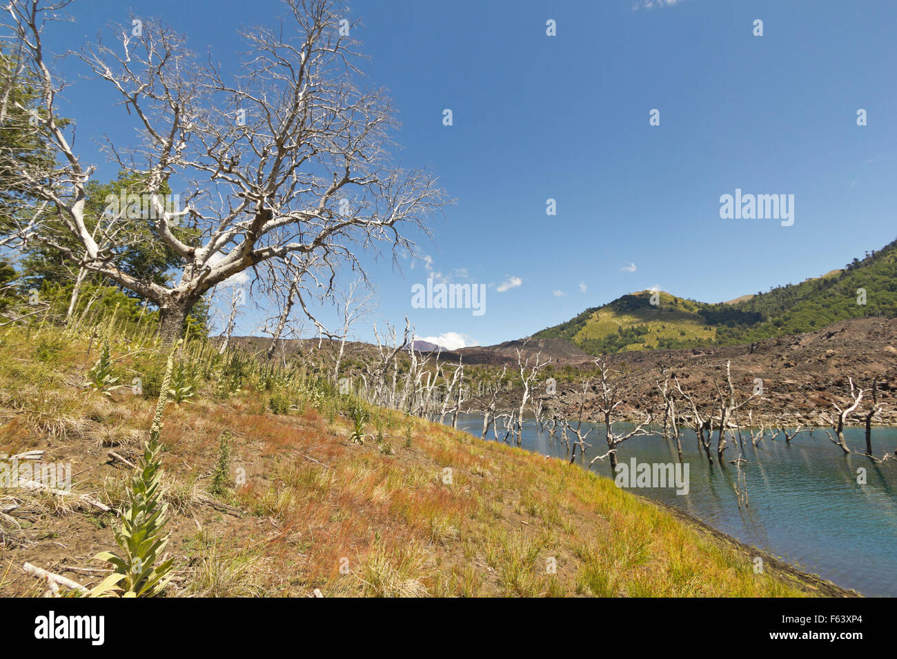 Le lac El Escorial et forêt pétrifiée par l'action de la lave volcanique. Nalcas Réserve Nationale, parc national. La Patagonie chilienne Banque D'Images