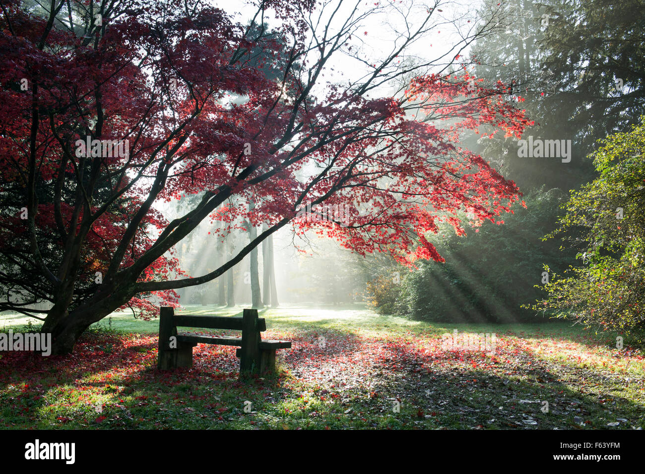 Arbres d'Acer, le banc et les rayons du soleil en automne à Westonbirt Arboretum, Gloucestershire, Angleterre Banque D'Images