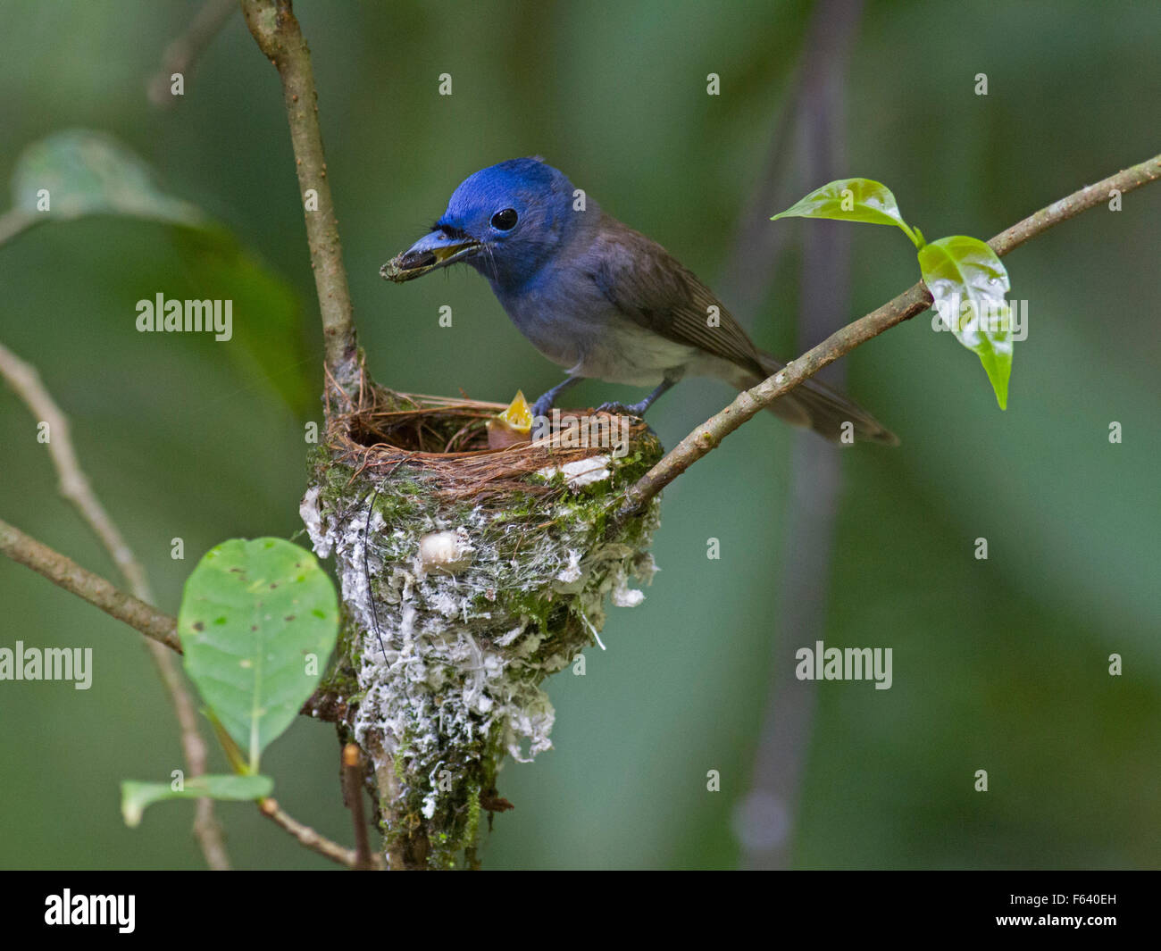 Un monarque à cou noir femelle à son nid avec de la nourriture pour son poussin dans le parc national de Kaeng Krachan dans l'ouest de la Thaïlande Banque D'Images