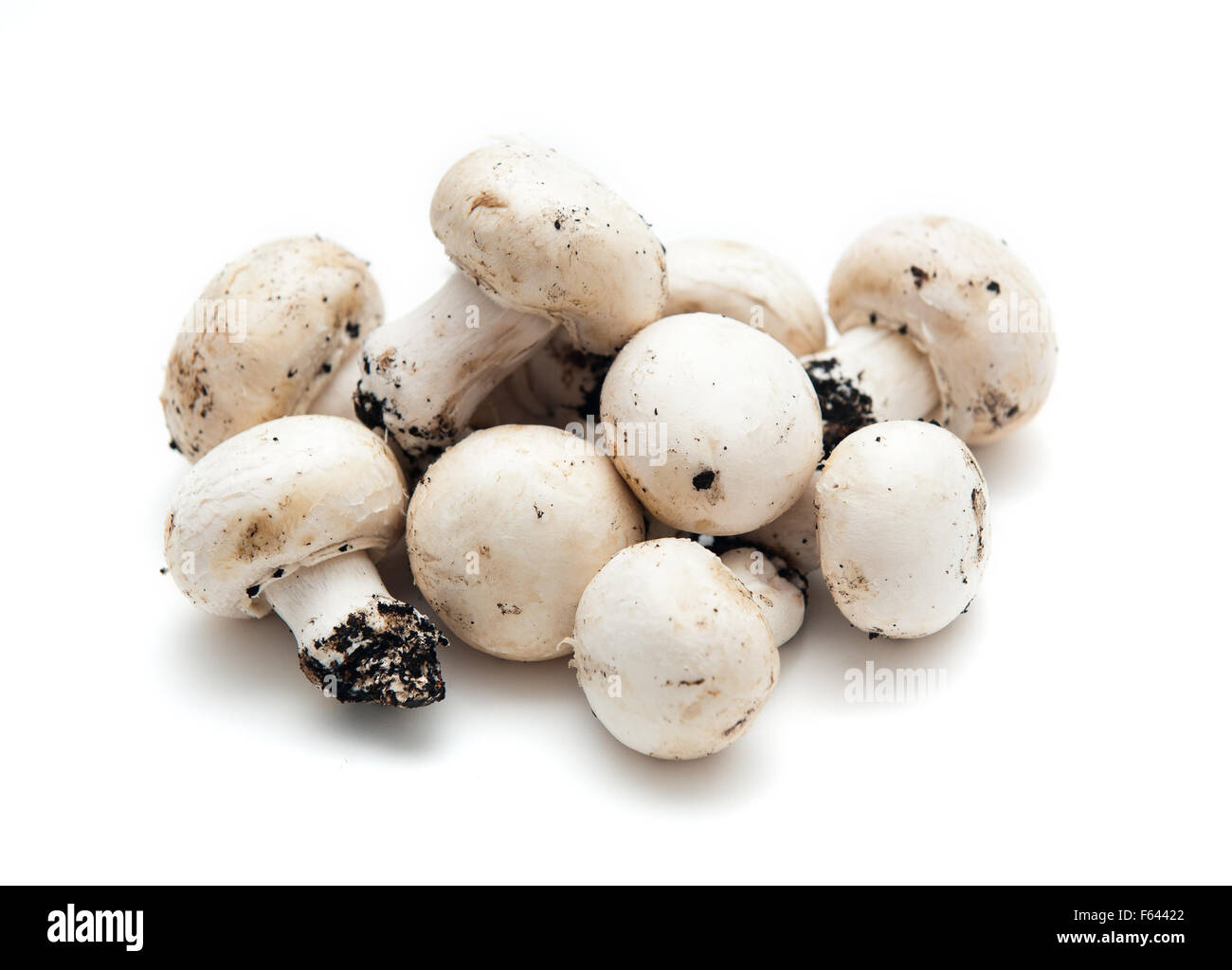 champignons Banque D'Images