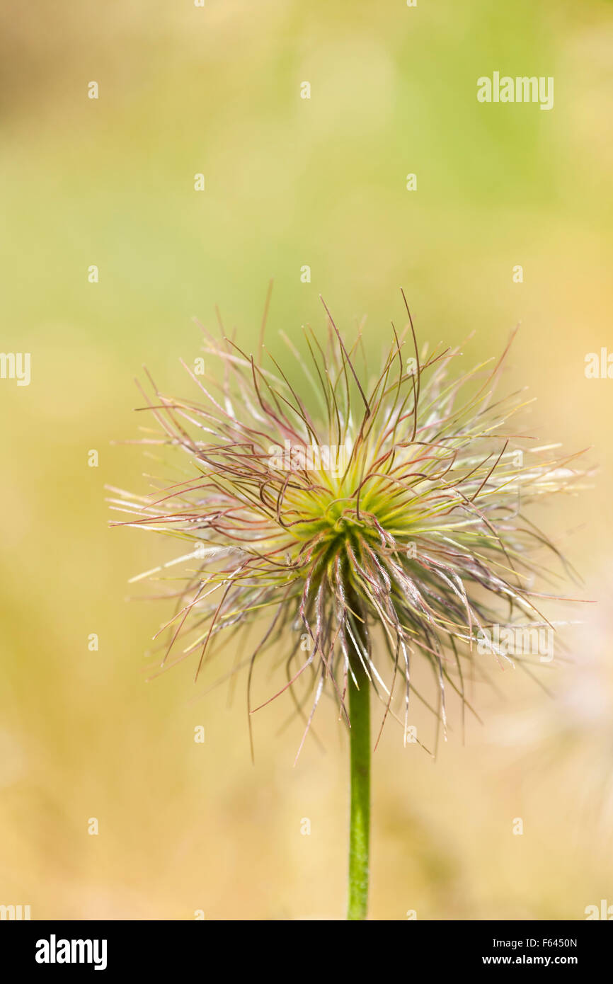 Seed Head of European Pasqueflower Banque D'Images