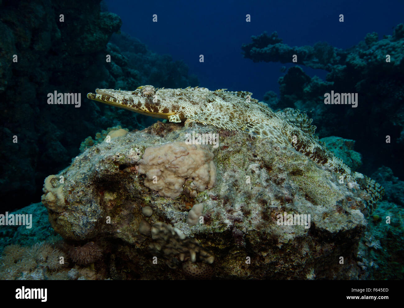 Poisson-crocodile, Cymbacephalus beauforti, perché sur le roc dans les récifs coralliens, Red Sea, Egypt Banque D'Images