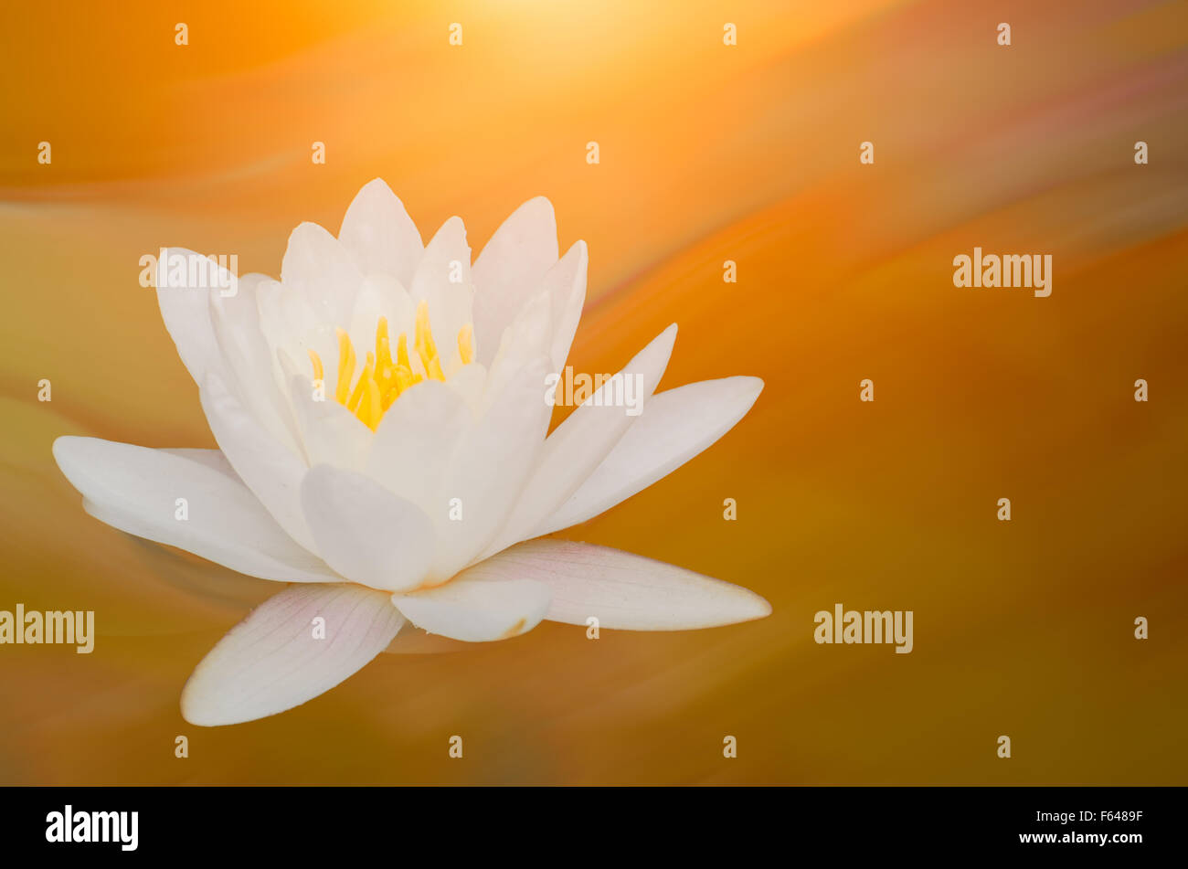 Gros plan sur lotus petal avec copyspace Banque D'Images