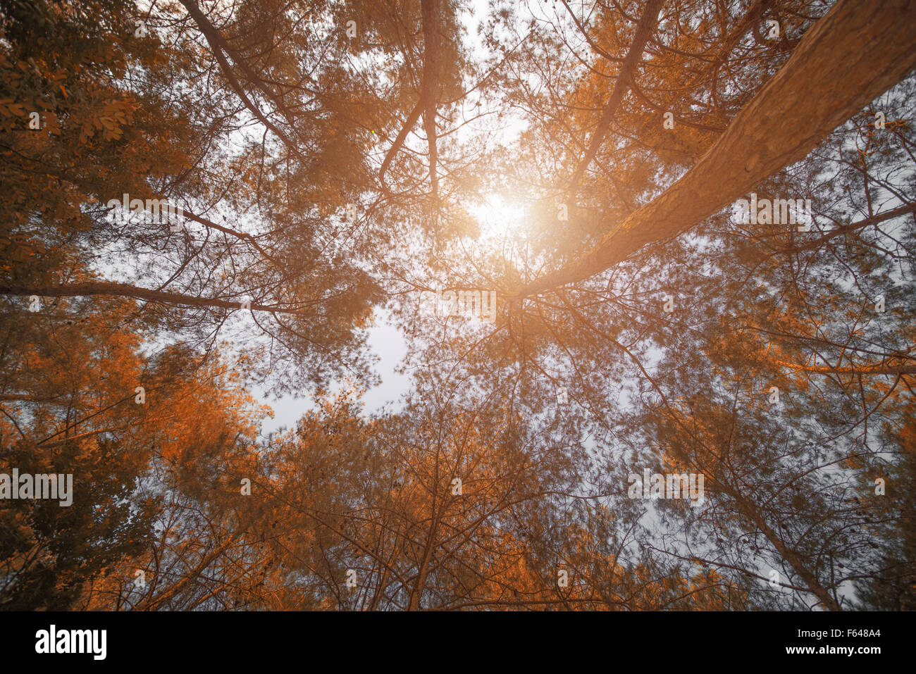 Autumn trees in forest Banque D'Images