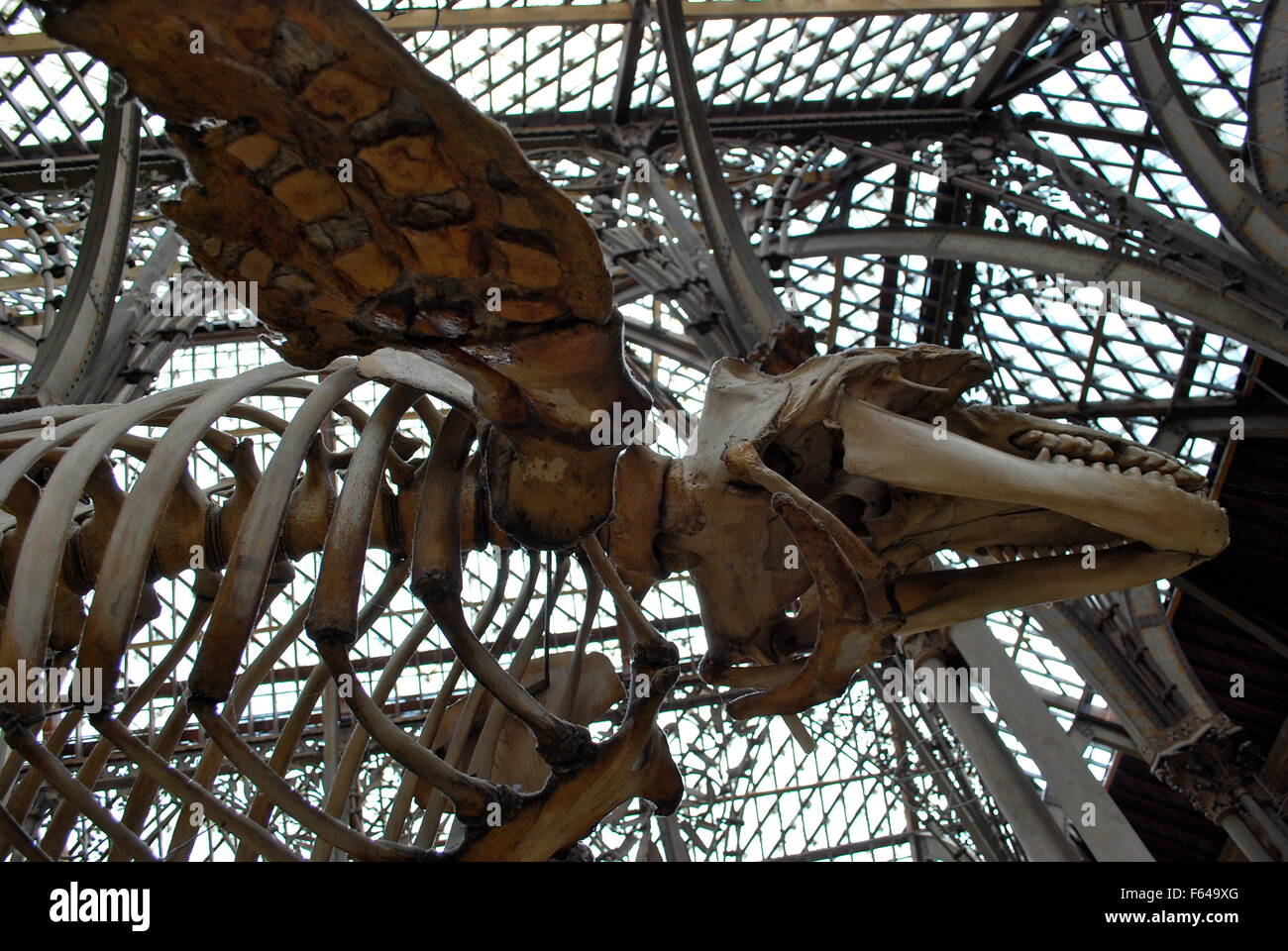 Dolphin squelette à l'histoire naturelle de l'Université d'Oxford, Oxford, Angleterre Banque D'Images