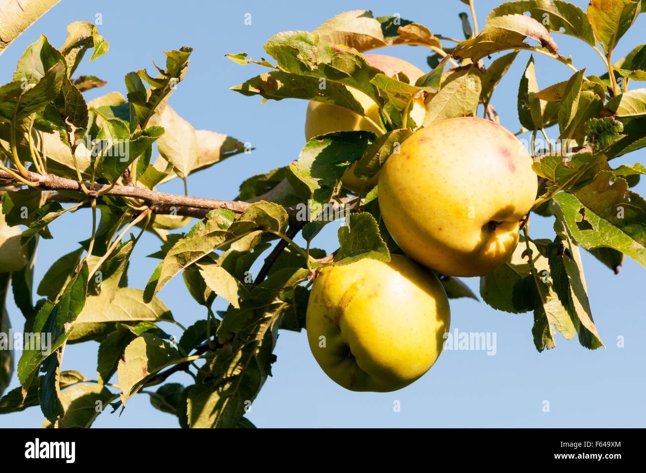 Les pommes de la variété Golden Delicious Starkspur poussant sur un arbre. Banque D'Images