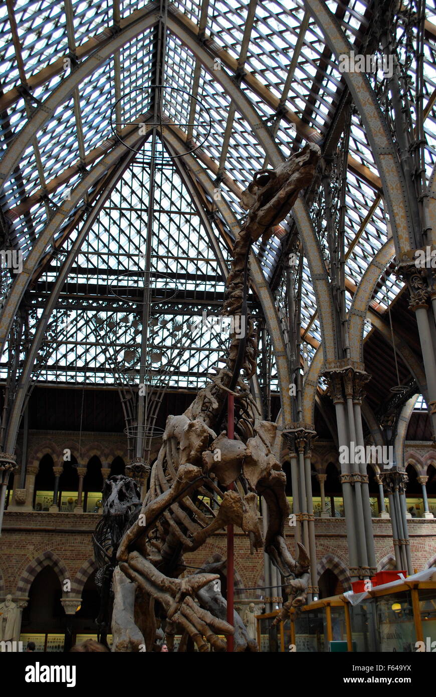 Squelette de dinosaure à l'Oxford University Museum of Natural History Banque D'Images