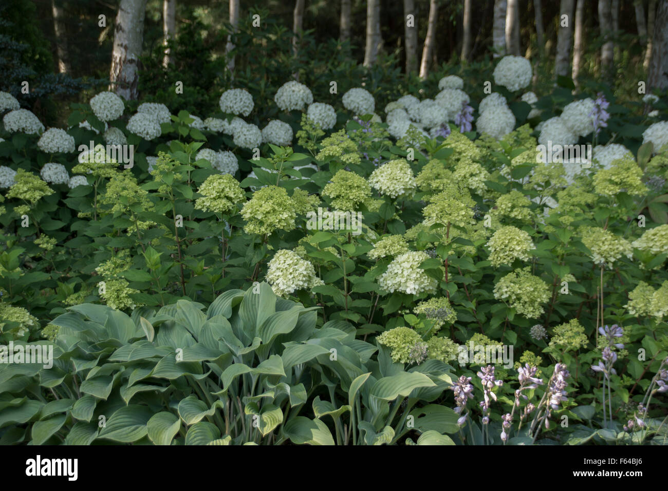 Birch Grove indigènes atteindre planté de diverses frontières hortensias composé avec des herbes ornementales, arbustes et vivaces. Banque D'Images Birch Grove indigènes atteindre planté de diverses frontières hortensias composé avec des herbes ornementales, arbustes et vivaces. Banque D'Images