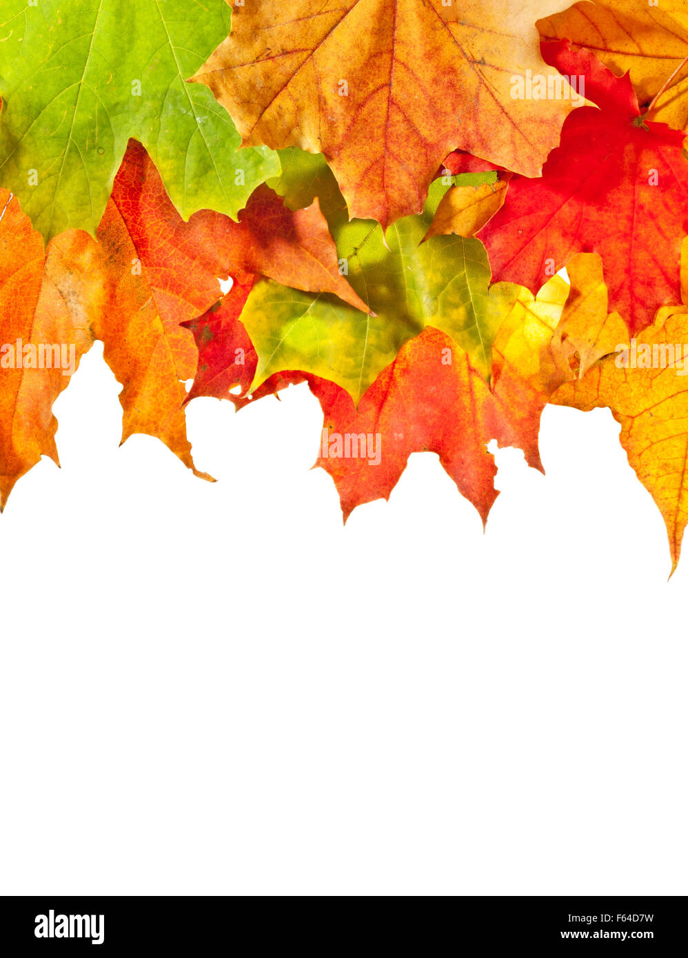Les feuilles d'automne colorées isolé sur fond blanc Banque D'Images