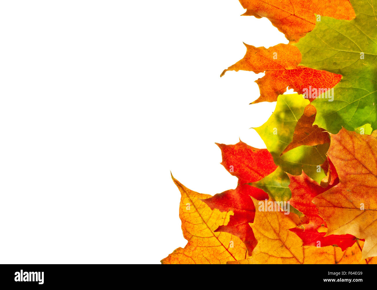 Les feuilles d'automne colorées isolé sur fond blanc Banque D'Images