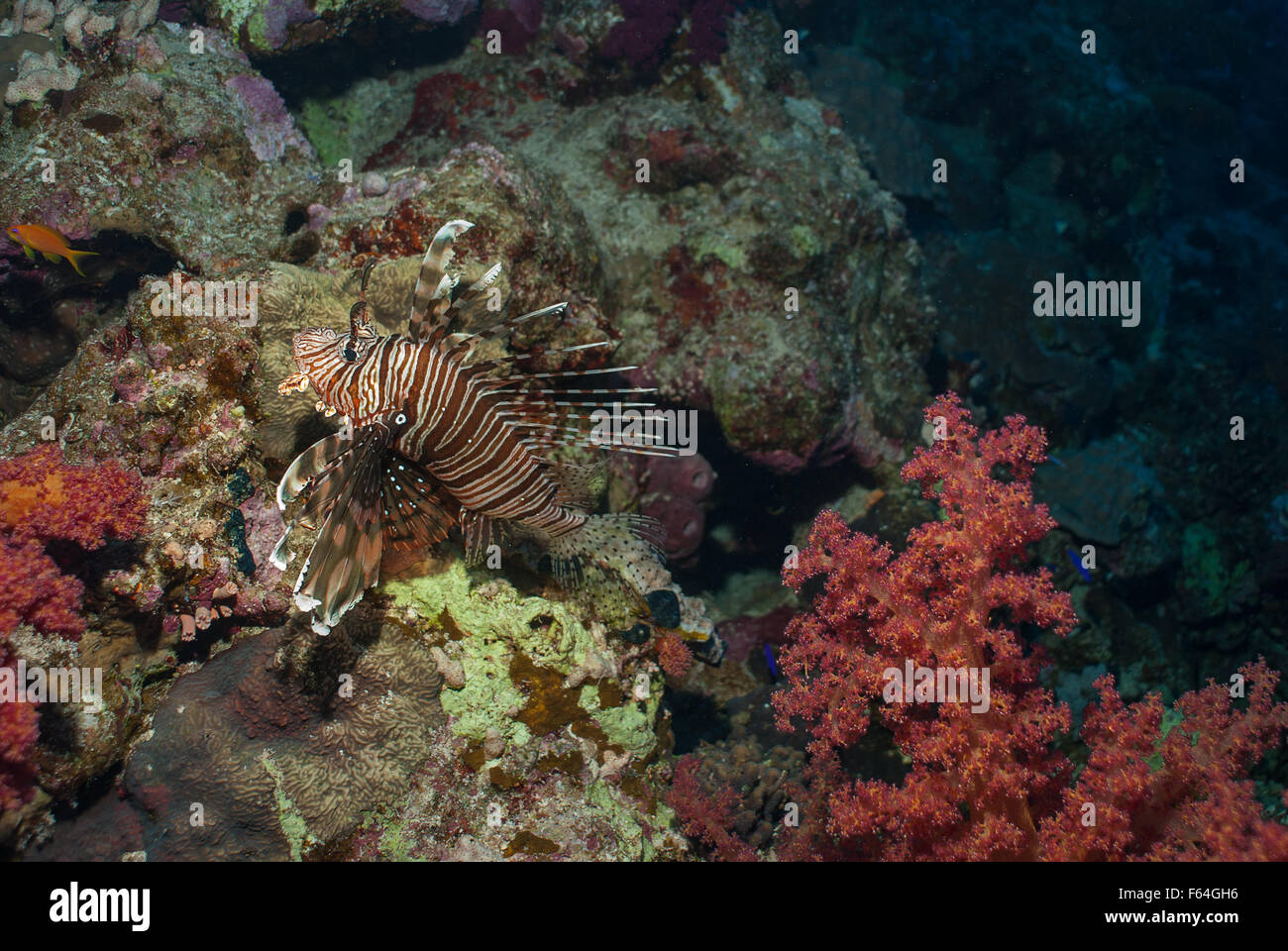 Mer rouge, poisson lion Pterois miles, Scopenidae, Mer Rouge, Charm el-Cheikh, Egypte Banque D'Images