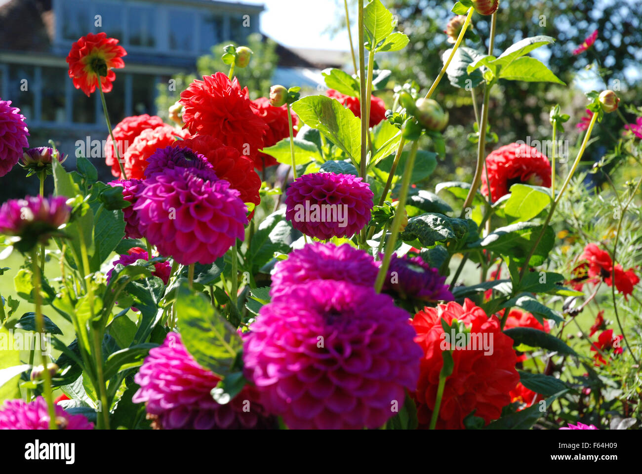 Dahlias fleurs pourpre et rouge Banque D'Images