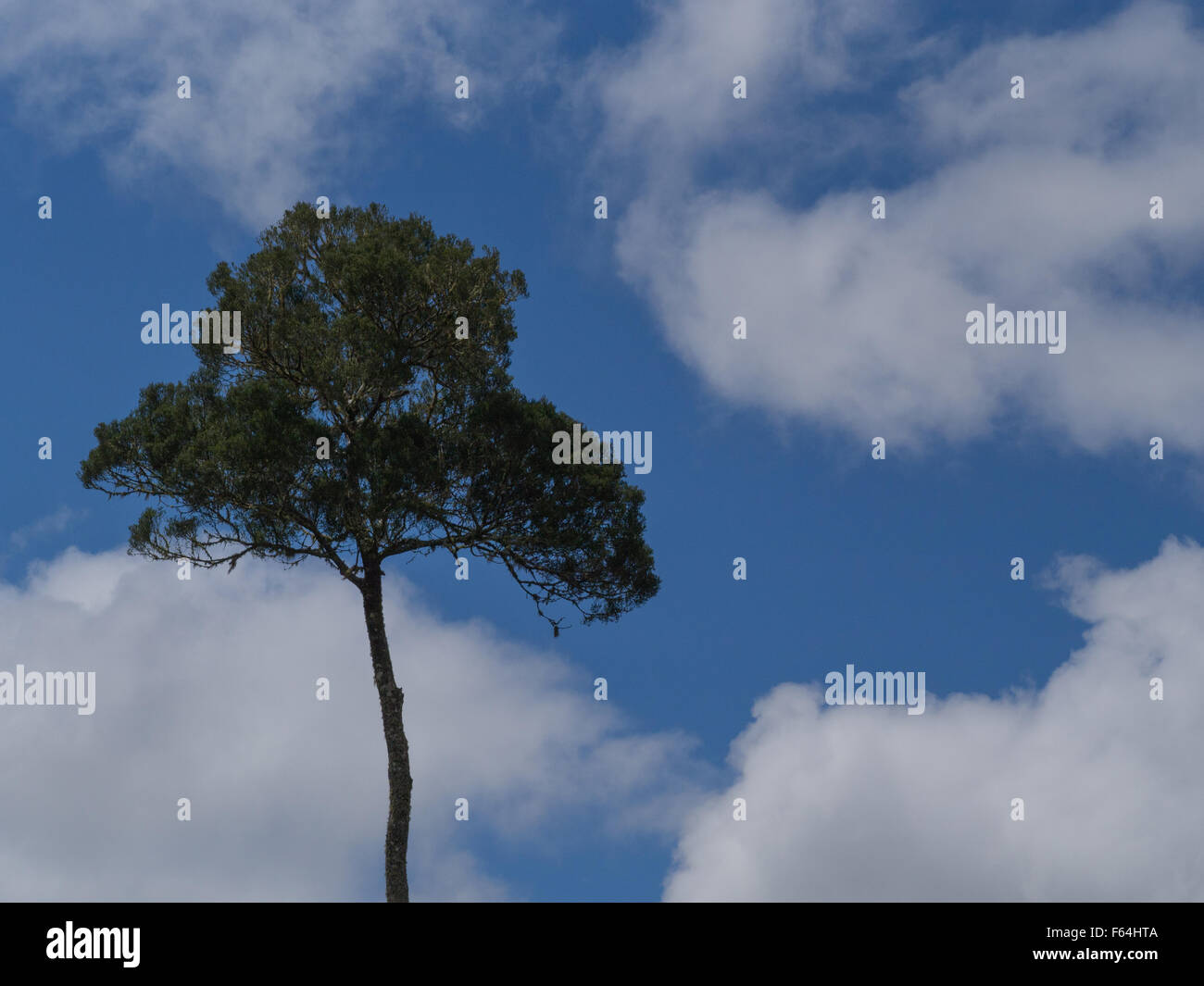 Skinny tronc d'arbre surmonté de touffe de feuillage triangle, avec ciel bleu et nuages blancs . Banque D'Images