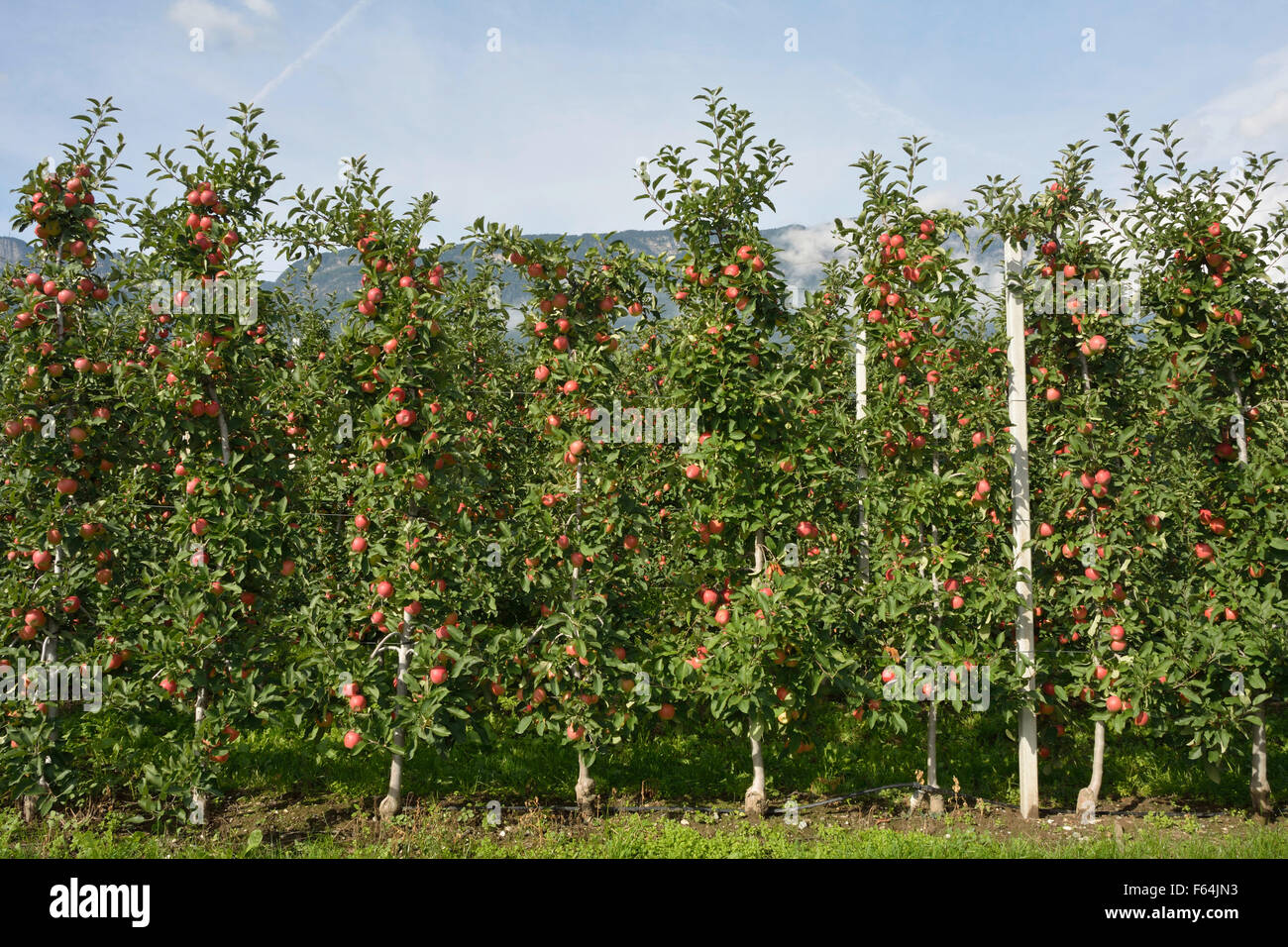 Dans la plantation de pomme fruit superficie cultivable de Girlan au Tyrol du Sud - Italie. Banque D'Images