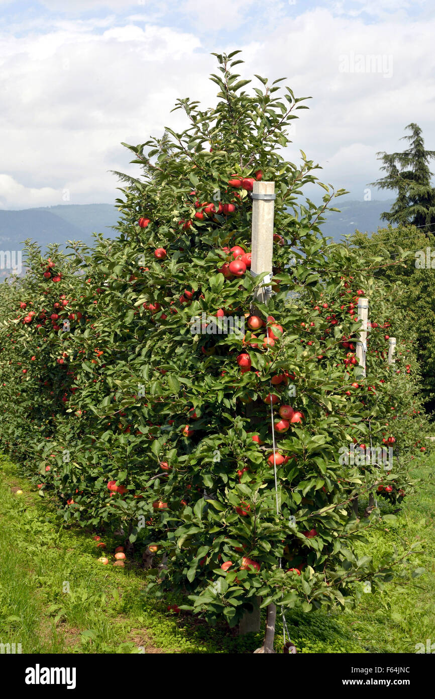 Dans la plantation de pomme fruit superficie cultivable de Girlan au Tyrol du Sud - Italie. Banque D'Images