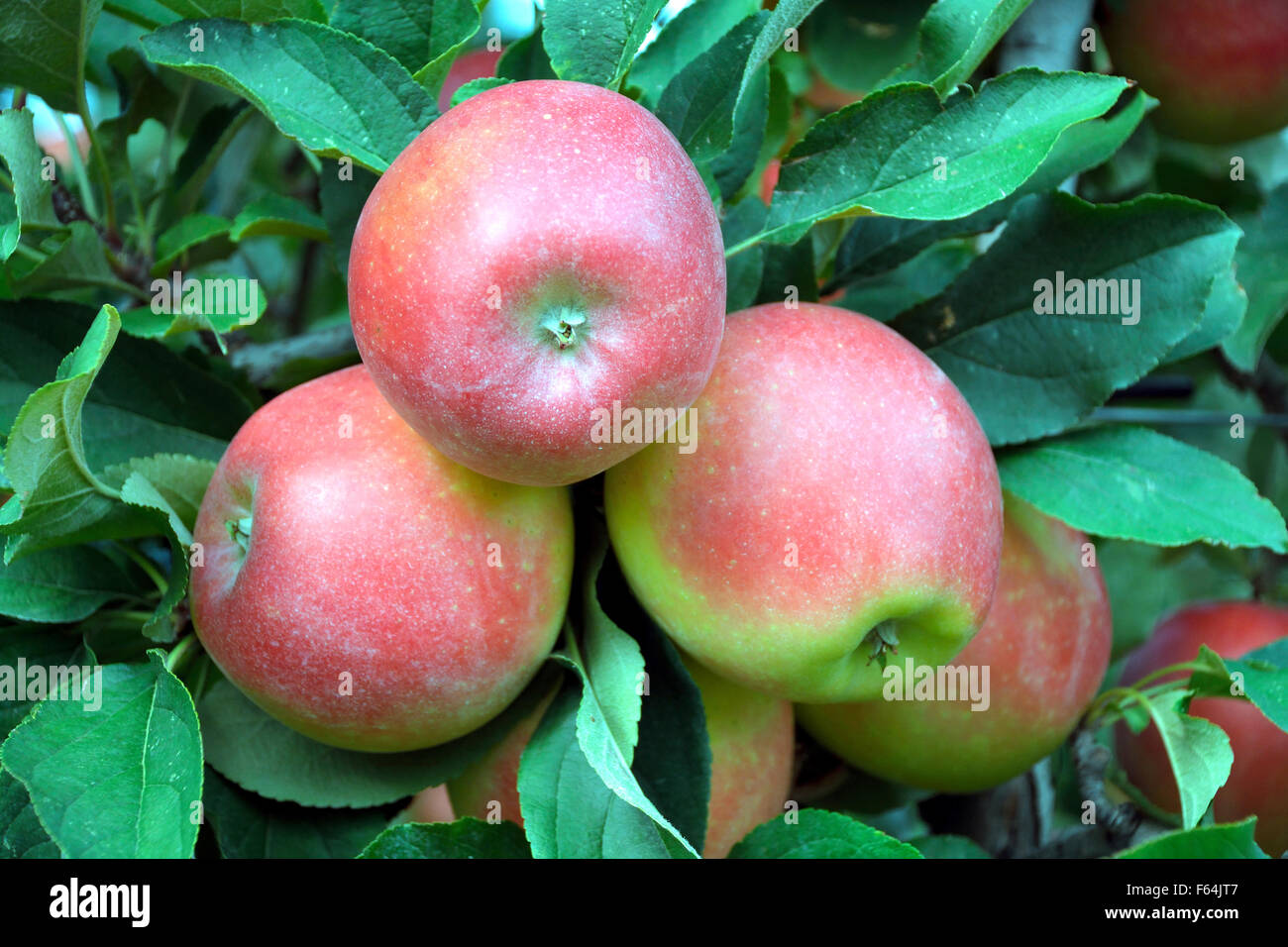 La récolte des pommes mûres de fruits de la superficie cultivable du Tyrol du Sud - Italie. Banque D'Images