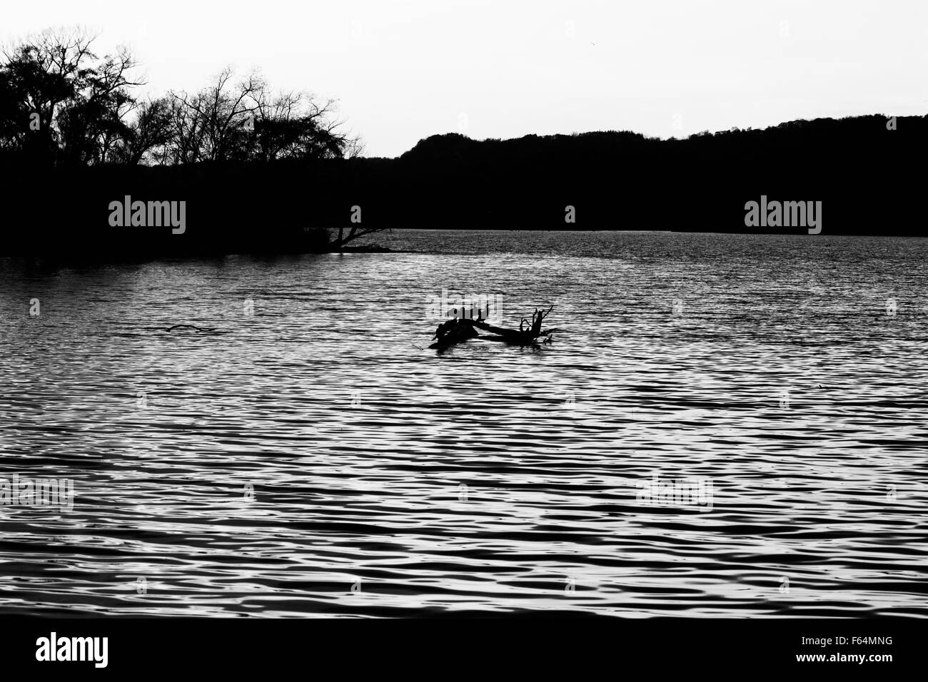 Beau paysage noir et blanc du lac avec les oiseaux Banque D'Images