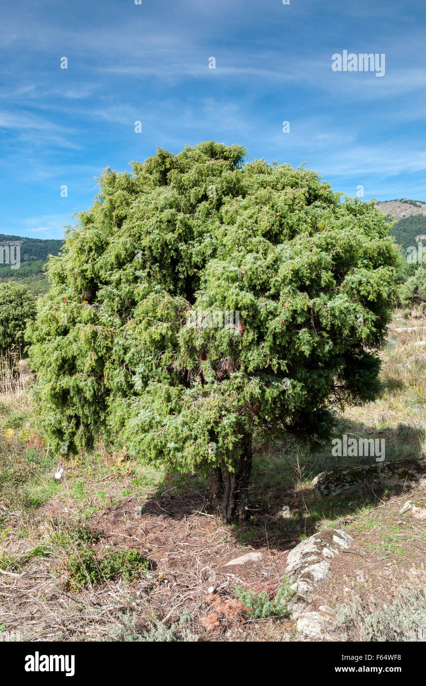 Spécimen d'arbre, Cade Juniperus oxycedrus. C'est une espèces de genévrier, les autochtones dans l'ensemble de la région méditerranéenne Banque D'Images