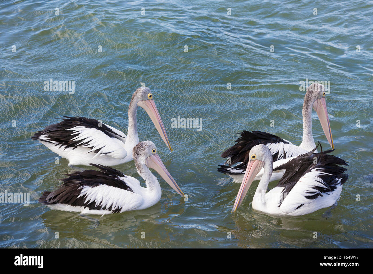 Australian Pelican (Pelecanus conspicilliatus). Quatre adultes nager dans la mer. Kangaroo Island, Australie du Sud Banque D'Images