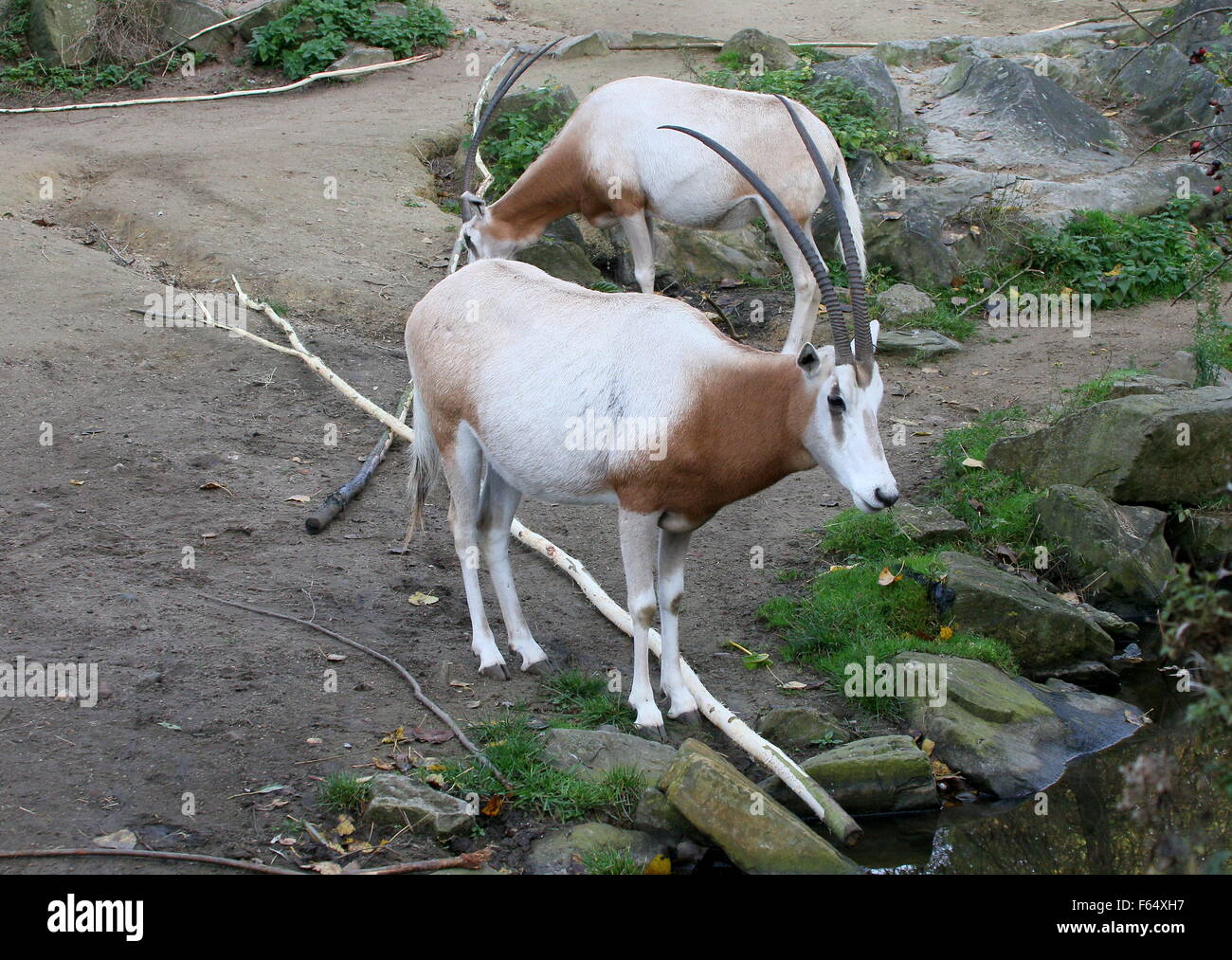 Paire d'Oryx Scimitar saharienne, A.K. Cimeterre d'Afrique du nord-horned oryx (Oryx dammah) Banque D'Images