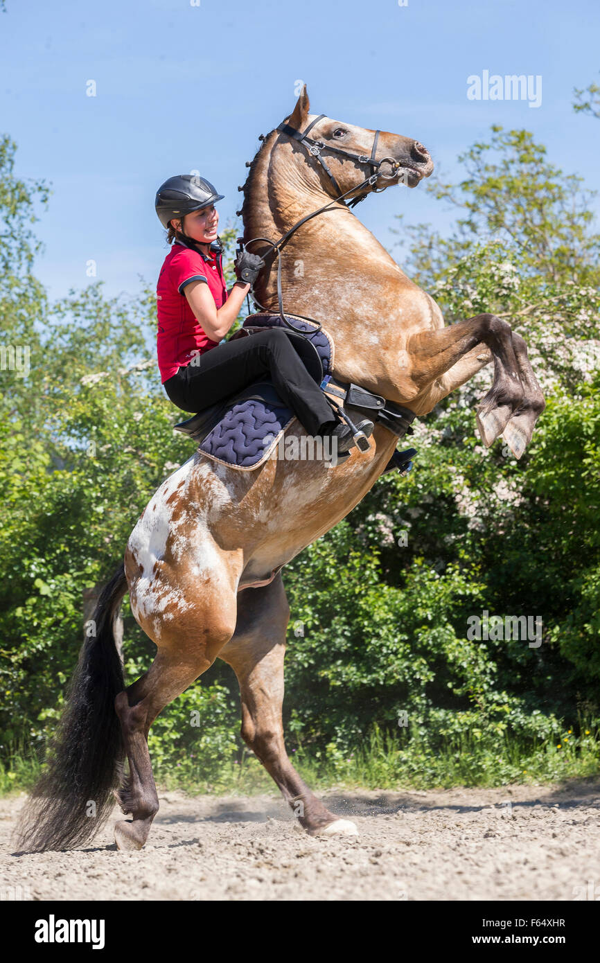 Appaloosa. Dun-spotted leopard cheval cabré avec cavalier. La Suisse Banque D'Images