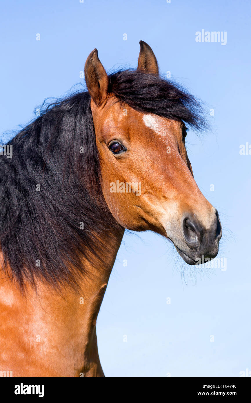 Freiberger Cheval. Portrait de bay gelding vu contre un ciel bleu. La Suisse Banque D'Images