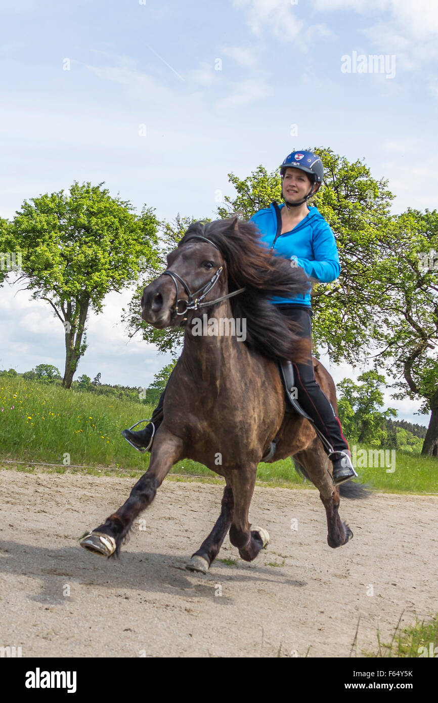 Cheval islandais. L'exécution de la fille battant le rythme sur un étalon sur une circonscription. L'Autriche Banque D'Images