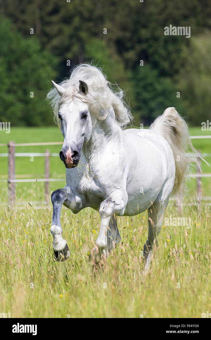 Cheval Espagnol pur, andalou. L'étalon gris galopant sur un pâturage. Allemagne Banque D'Images