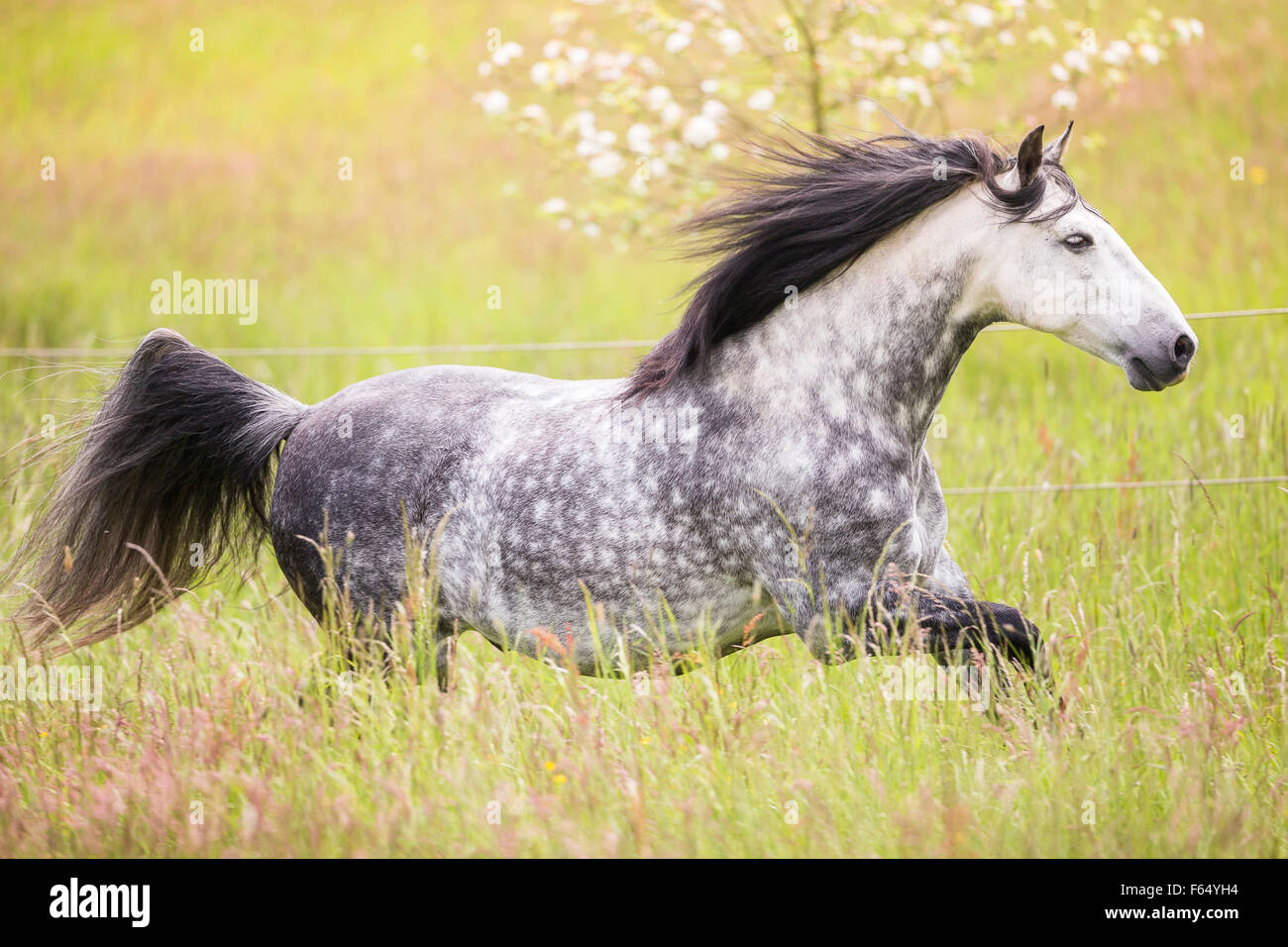 Cheval Espagnol pur andalou. Gris pommele galopant adultes sur un paturage. Allemagne Photo Stock Alamy