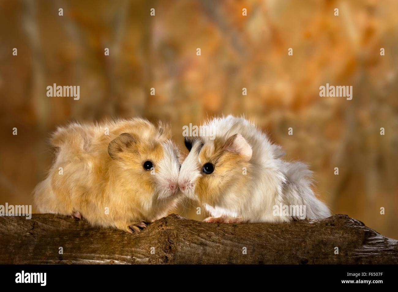 Cochon d'abyssin. Deux jeunes (3 semaines) sur un journal. Allemagne Banque D'Images