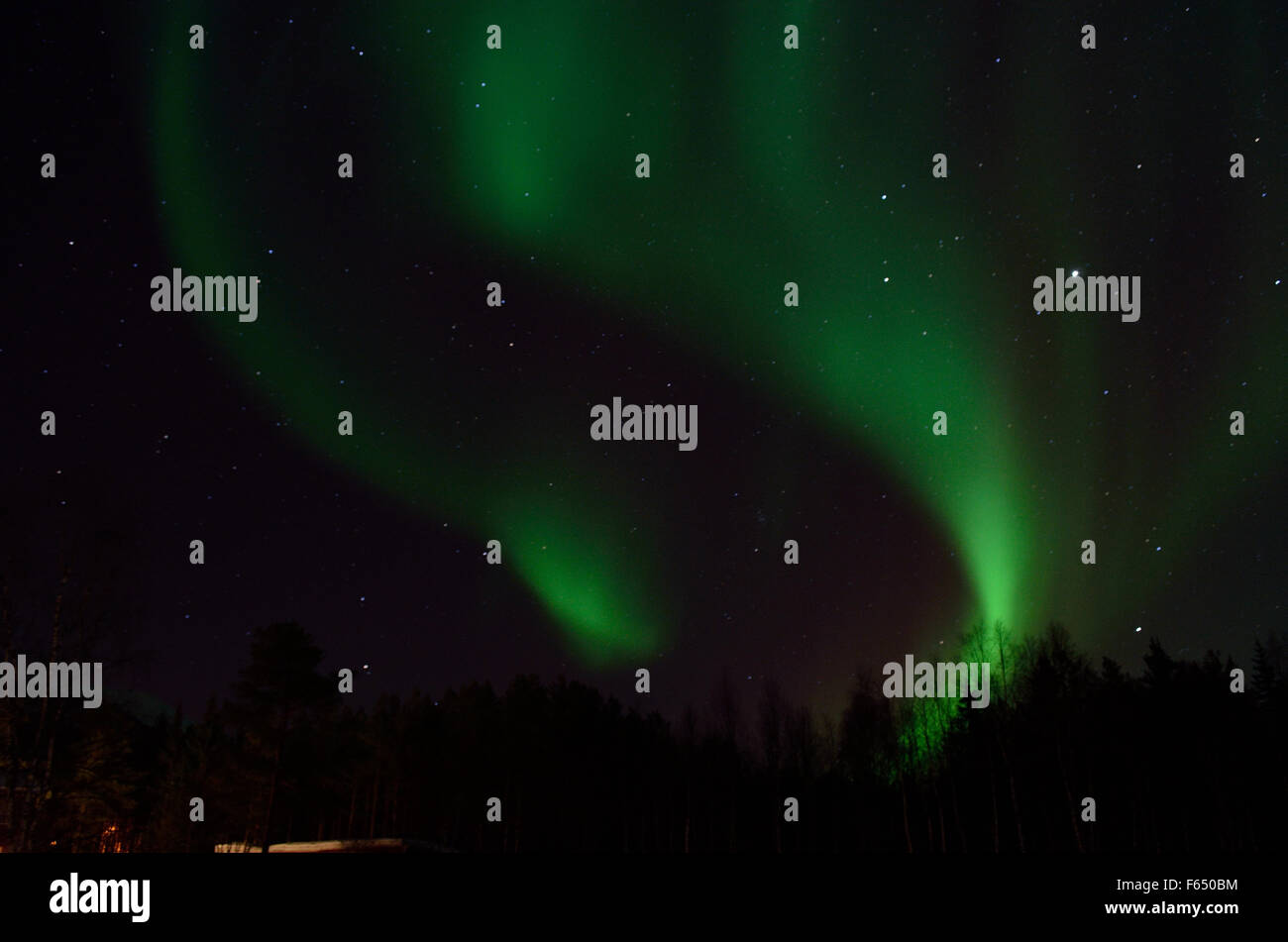 Majestic aurora borealis, northern light, plus de forêt d'hiver sur une étoile rempli nuit dans le cercle arctique, dans le nord de la Norvège Banque D'Images