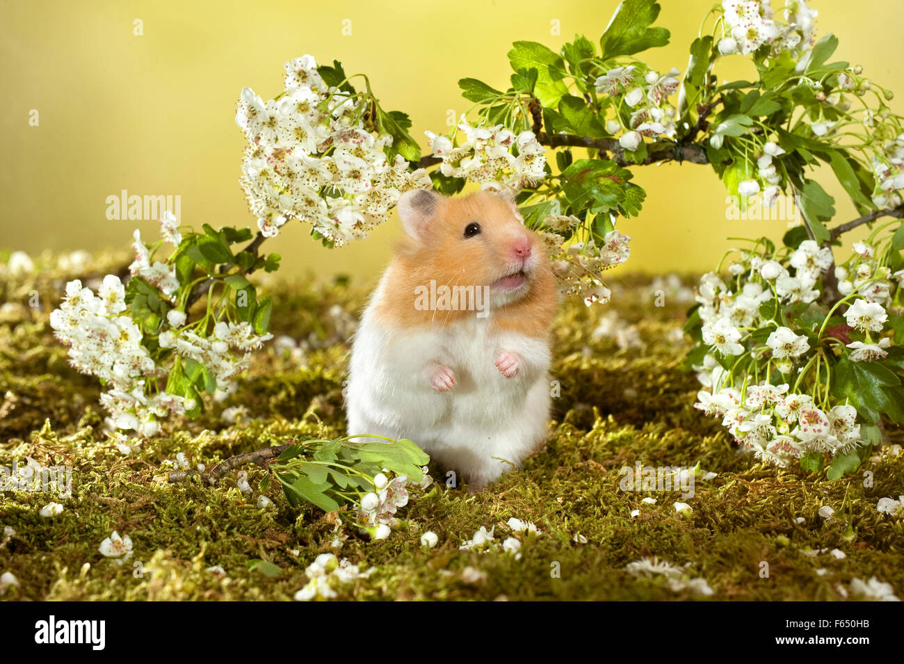 Hamster d'animal de compagnie assis sur ses haunches devant les brindilles de Hawthorn floraison. Allemagne Banque D'Images