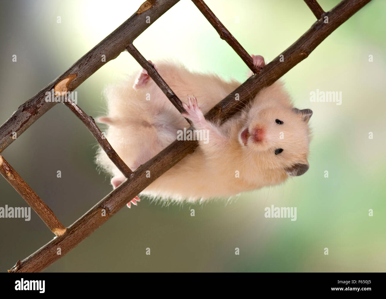 Teddy Hamsterclimbing crème sur une échelle. Allemagne Banque D'Images