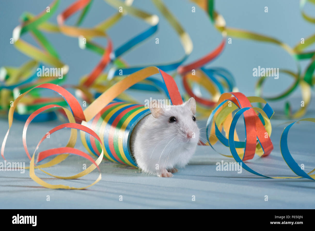 Hamster Djungarian hamster sibérien, avec des banderoles de papier. Allemagne Banque D'Images