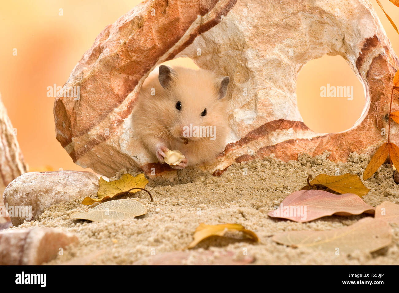 Hamster en peluche crème assis dans un rock tout en mangeant une noisette. Allemagne Banque D'Images